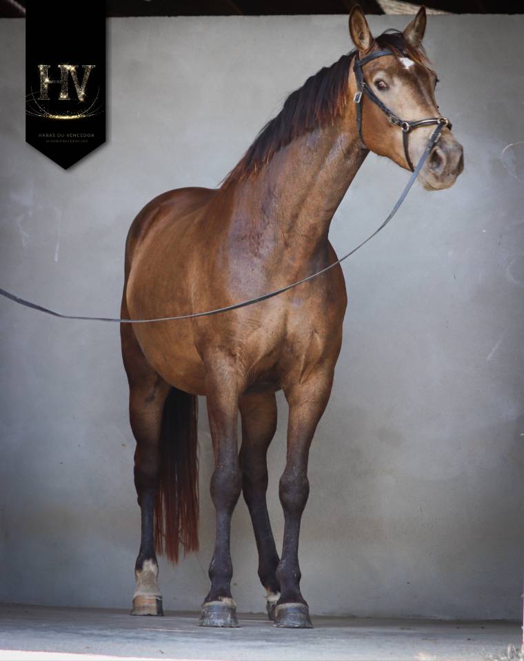 Jument Lusitanosport par Kjento 