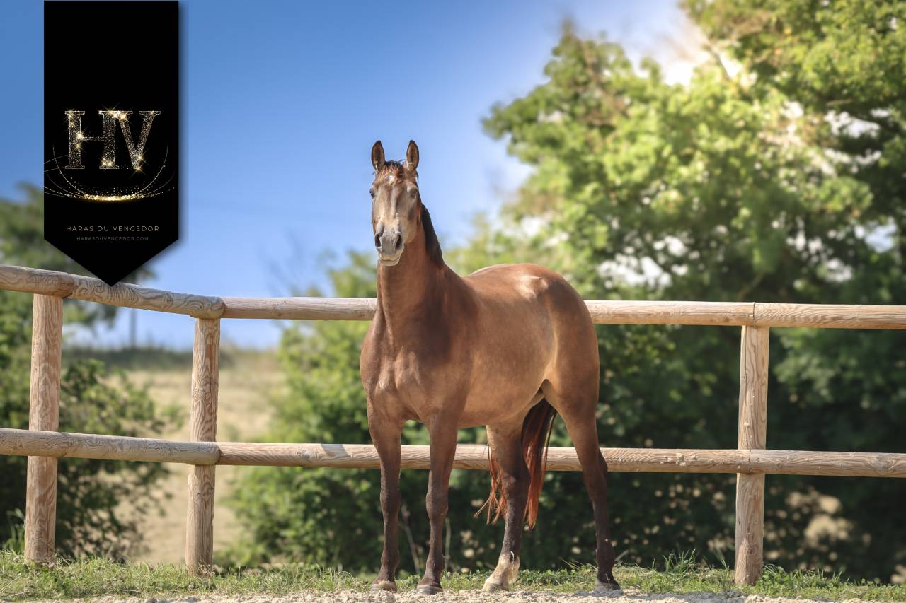 Jument Lusitanosport par Kjento 