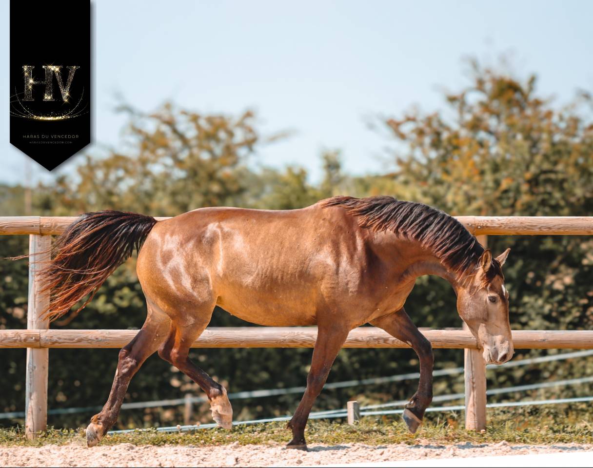 Jument Lusitanosport par Kjento 