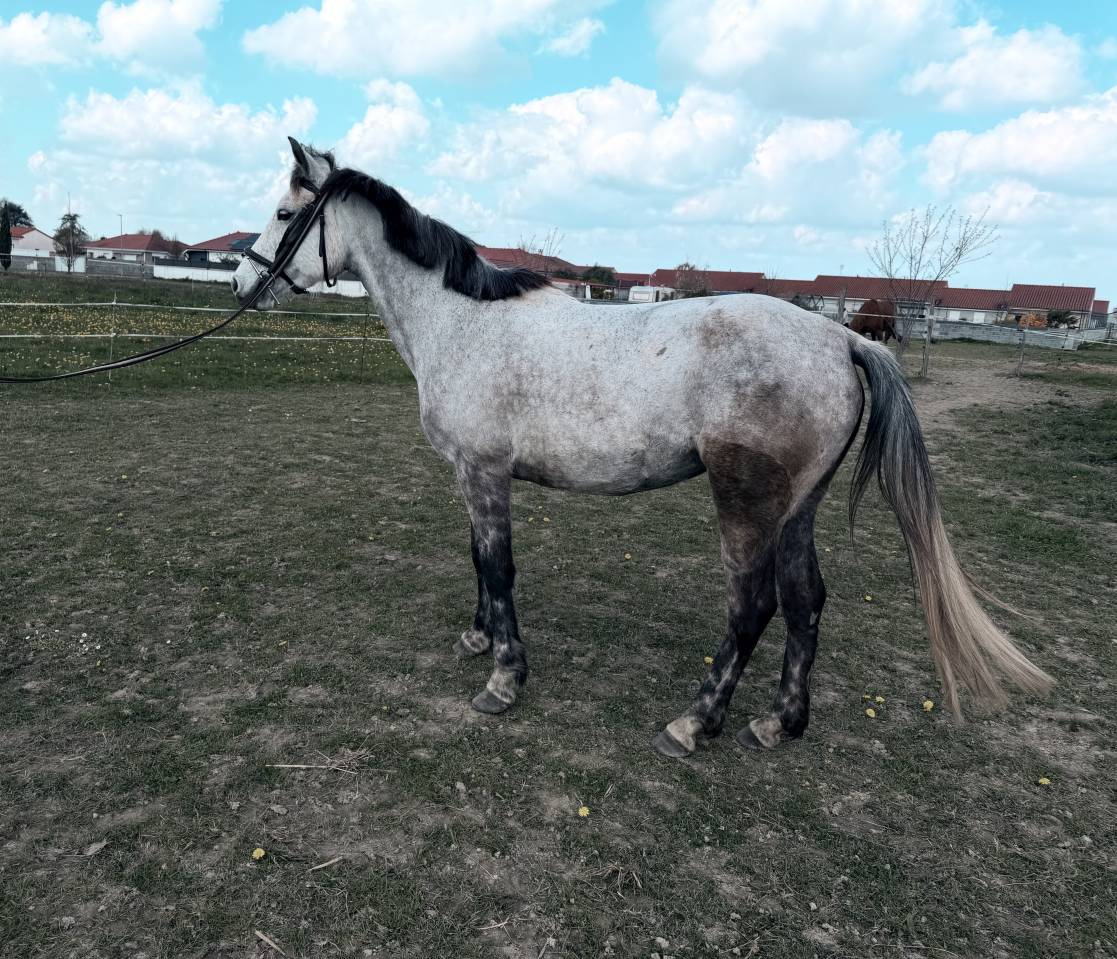 Poney D sport 