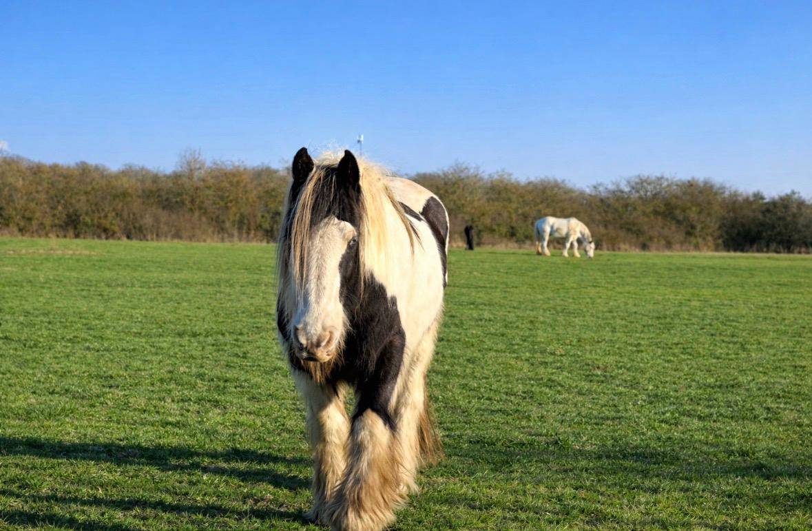 6 hectares, boxes et maison VERNEUIL SUR AVRE 