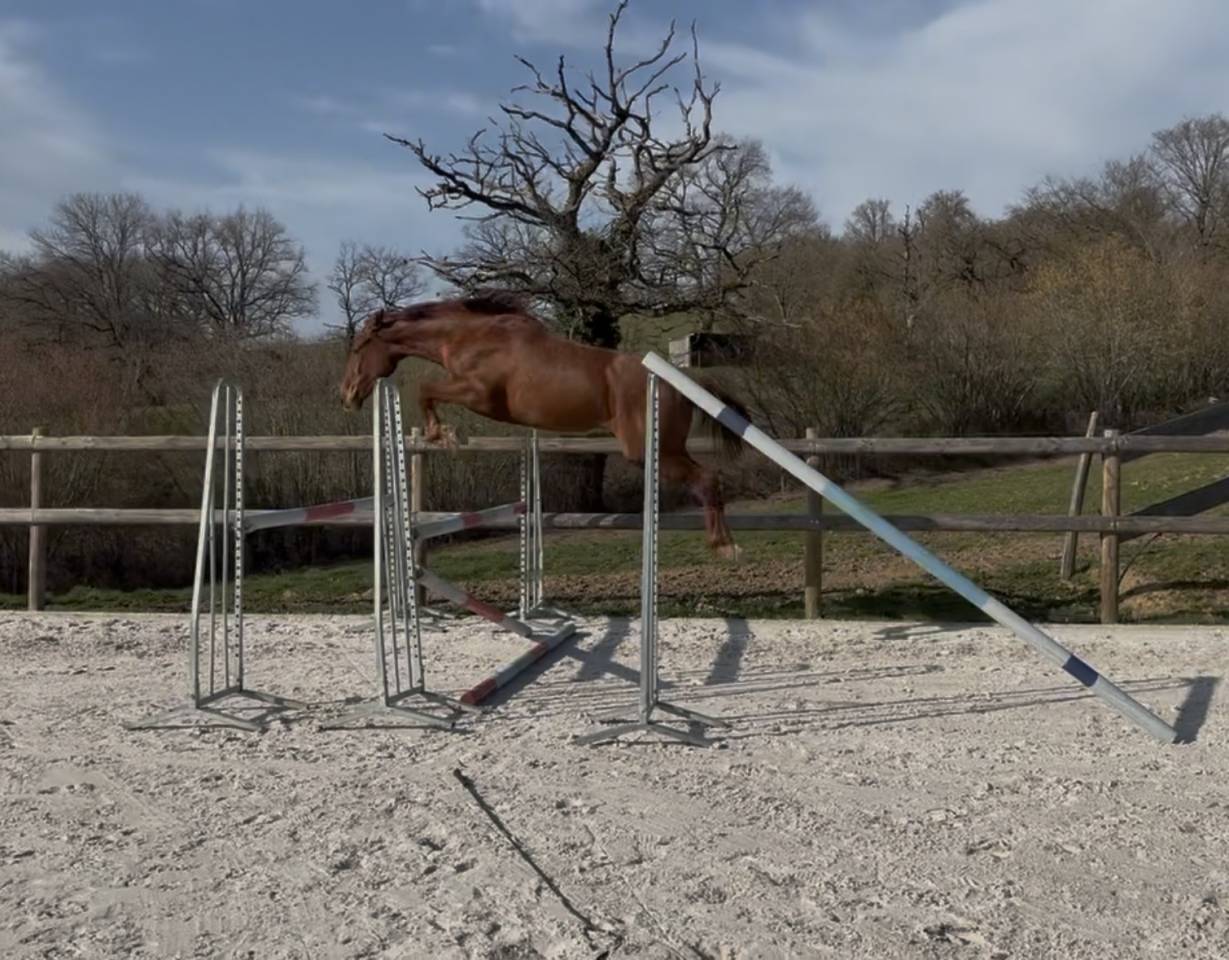 Hongre 3 ans par Ekano DKS 