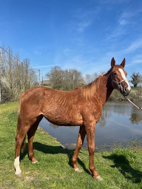 SELLE FRANCAIS FEMELLE NEE EN 2024
