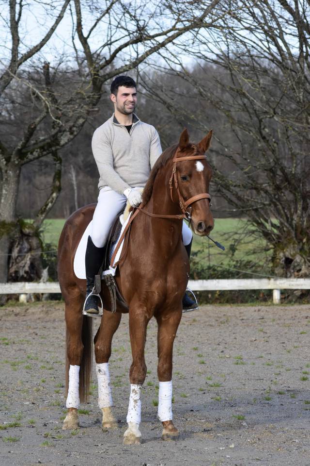 KWPN fils de EVERDALE