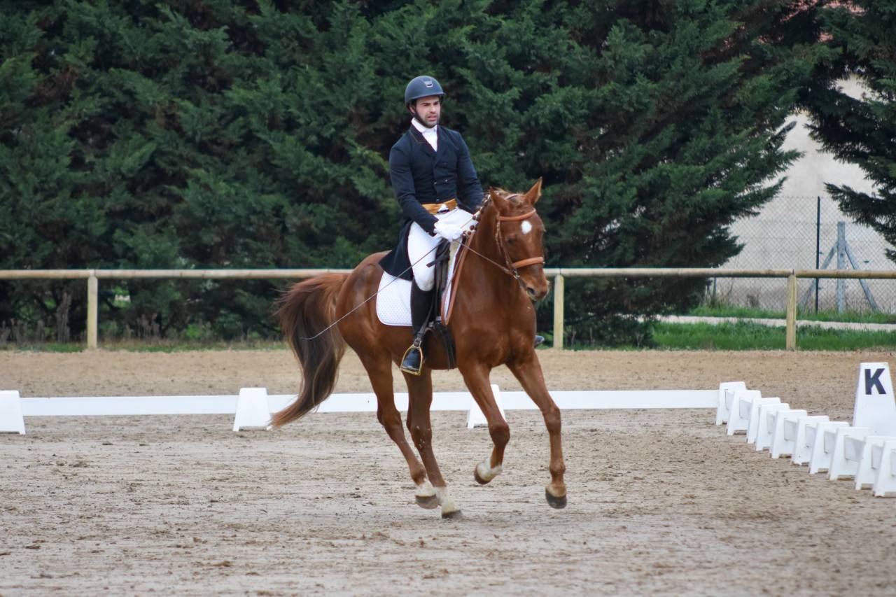 KWPN fils de EVERDALE