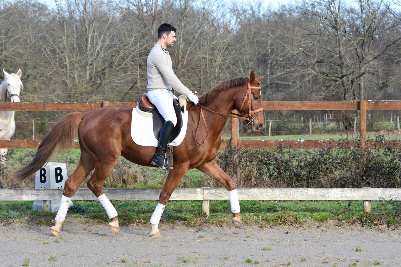 KWPN fils de EVERDALE