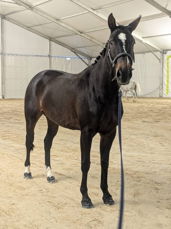 Top 4 ans Vagabond sur une lign&eacute; SF Originel
