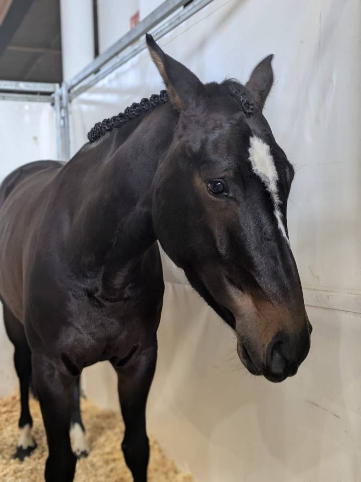Top 4 ans Vagabond sur une lign&eacute; SF Originel