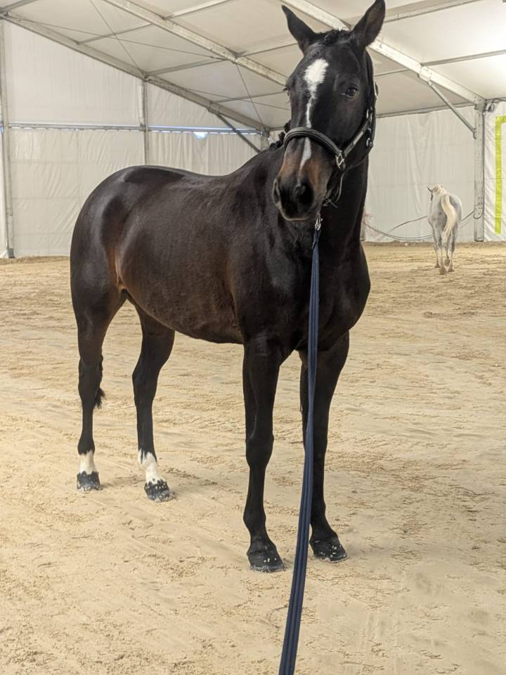 Top 4 ans Vagabond sur une lign&eacute; SF Originel