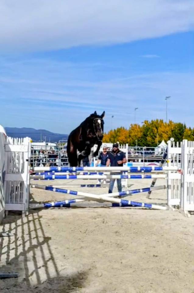 Top 4 ans Vagabond sur une lign&eacute; SF Originel