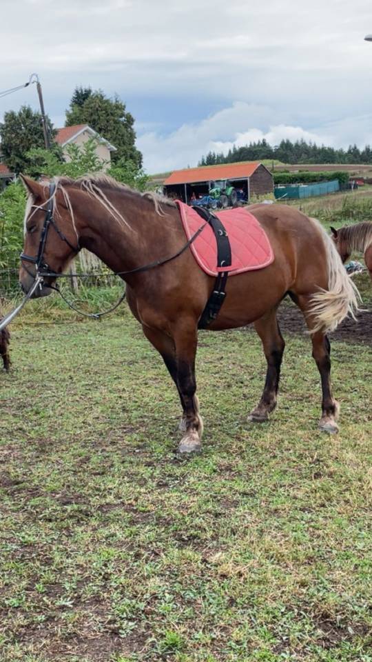 Hongre 3 ans Trait x SF x frison