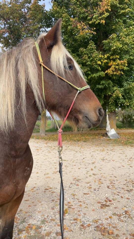 Hongre 3 ans Trait x SF x frison