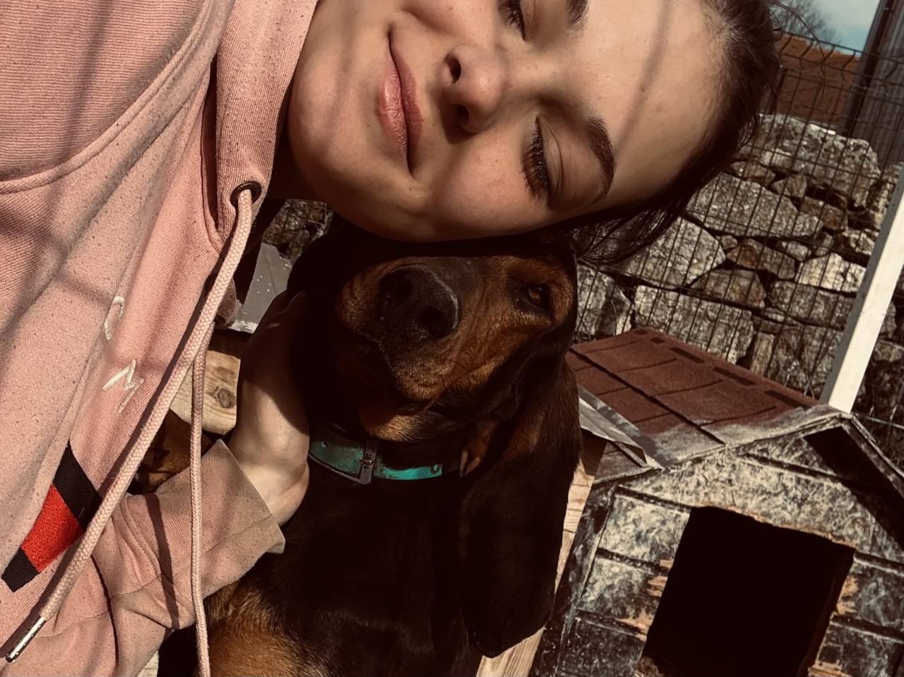 Hongre 3 ans Trait x SF x frison