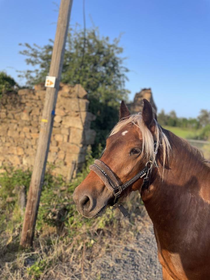 Hongre 3 ans Trait x SF x frison