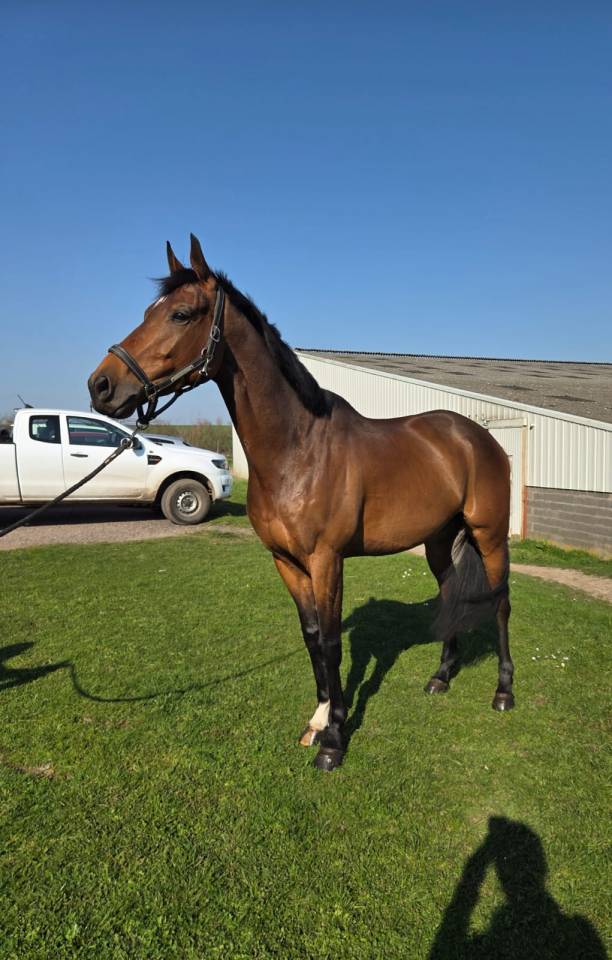 Gentil et magnifique 6ans