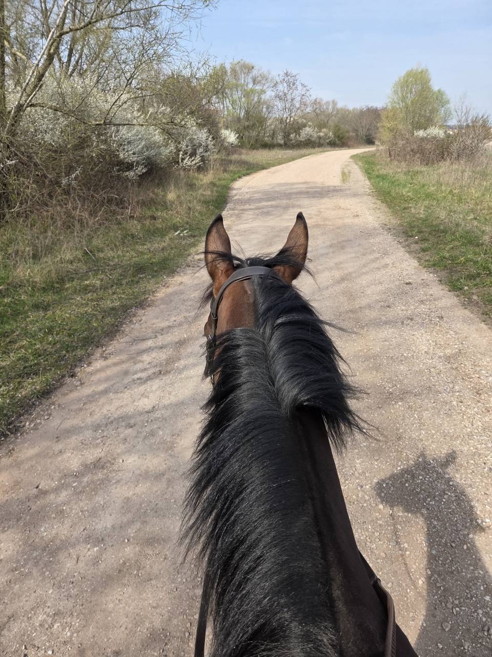 Gentil et magnifique 6ans