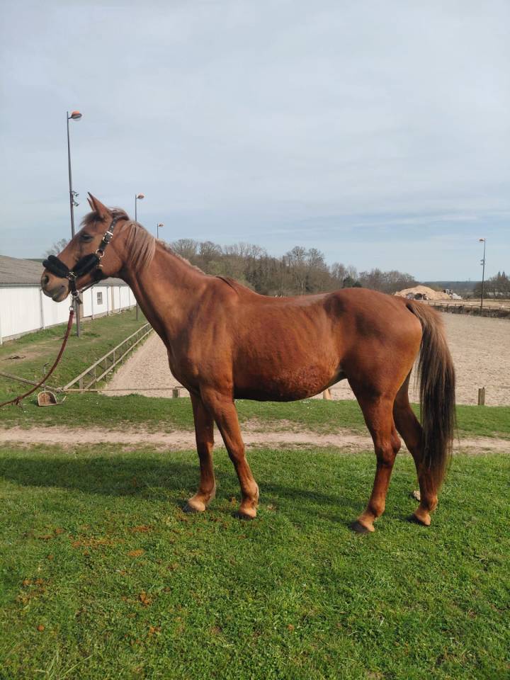 Jument de 19ans pour compagnie