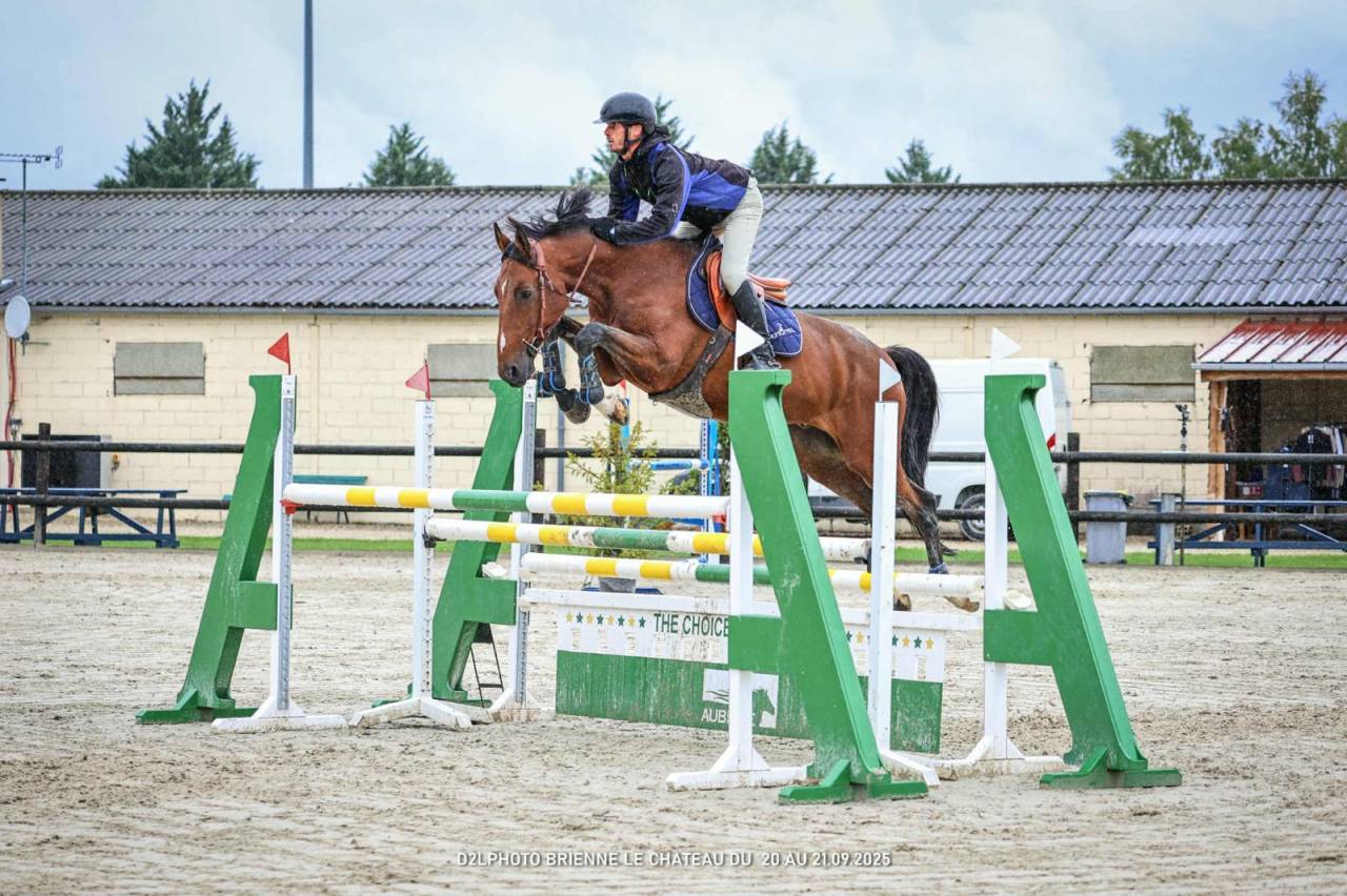 Hongre 11 ans Nabab x Diamant 