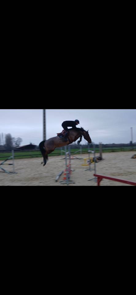 Hongre 11 ans Nabab x Diamant 