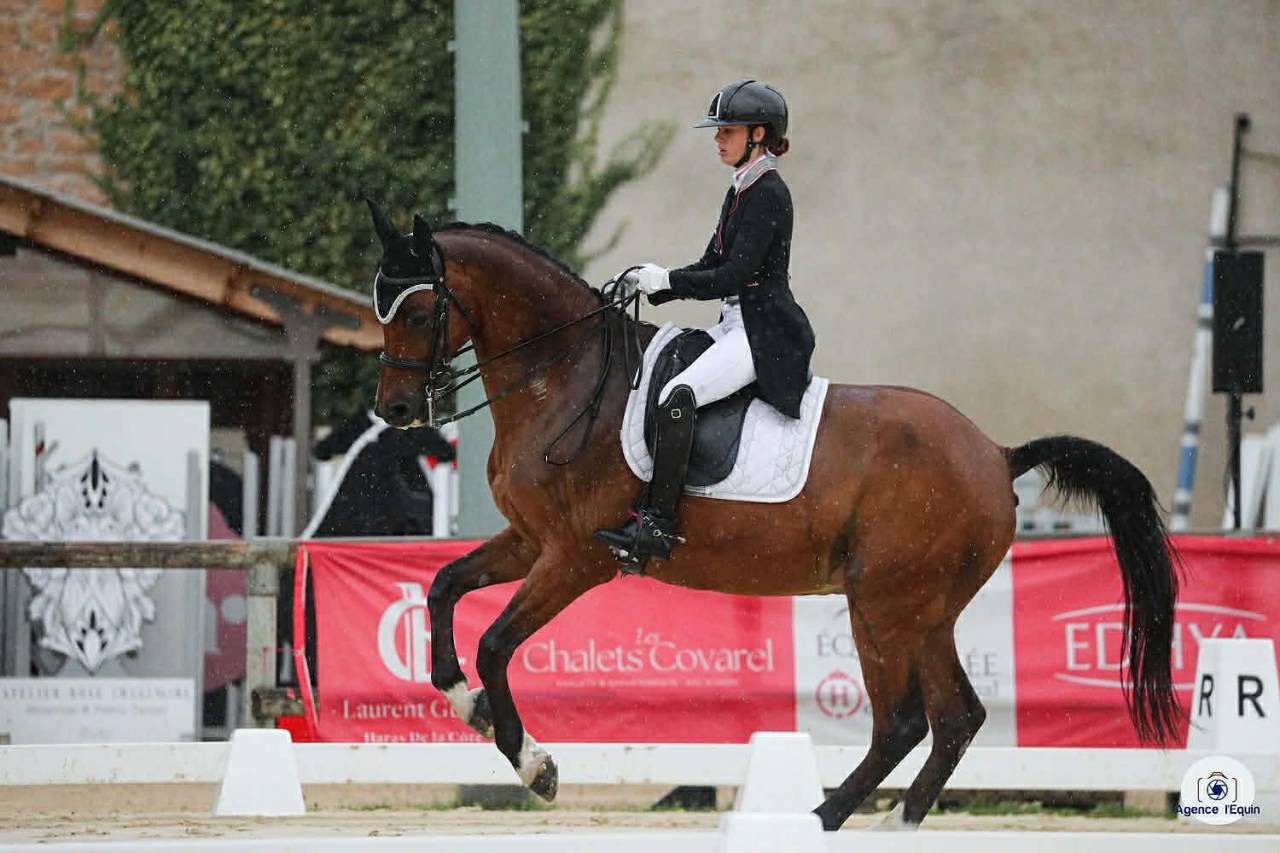 Hongre - BWP - 15 ans - Dressage / CDI YR  - France
