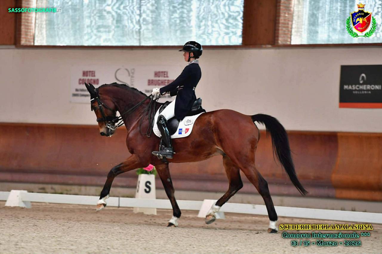 Hongre - BWP - 15 ans - Dressage / CDI YR  - France