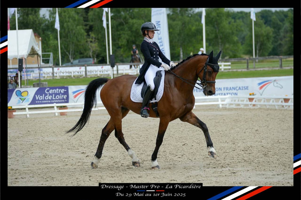 Hongre - BWP - 15 ans - Dressage / CDI YR  - France