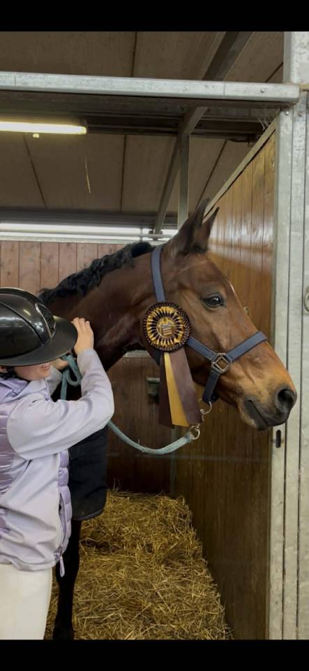 Hongre - BWP - 15 ans - Dressage / CDI YR  - France