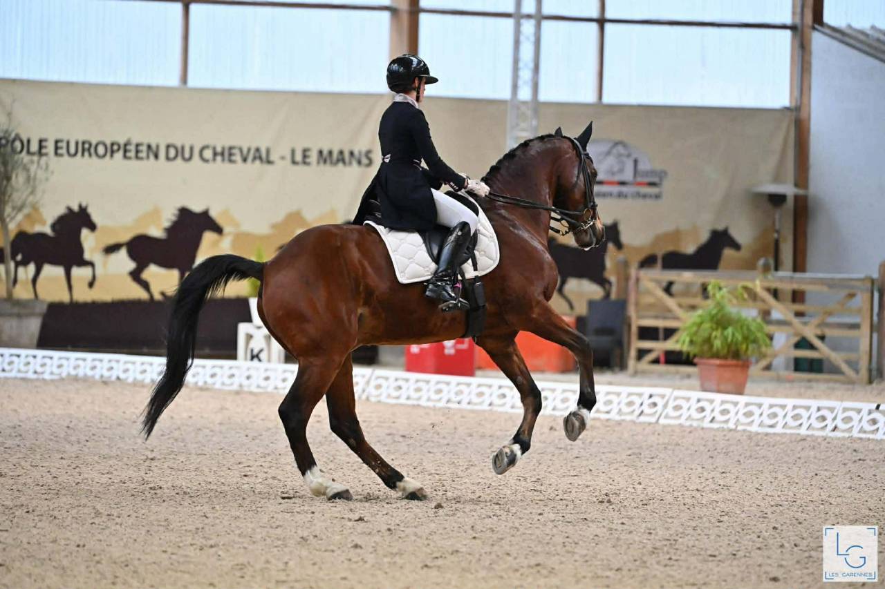 Hongre - BWP - 15 ans - Dressage / CDI YR  - France