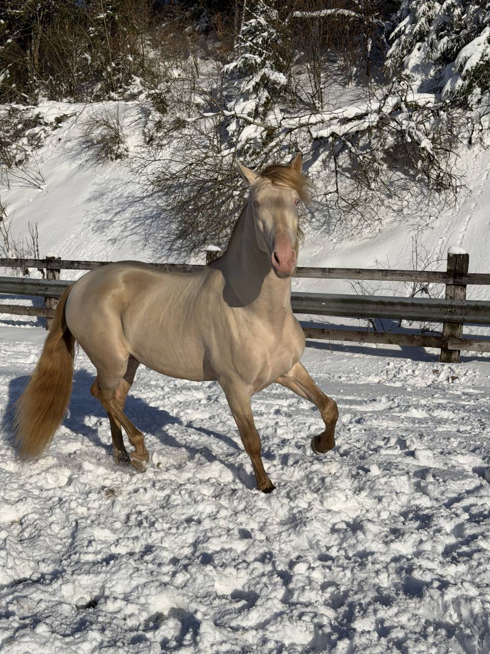 Entier Pure Race Espagnole 