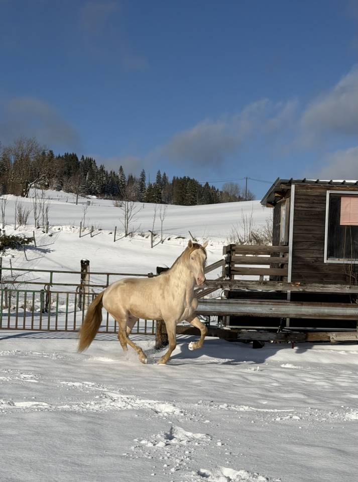 Entier Pure Race Espagnole 