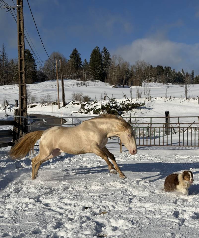 Entier Pure Race Espagnole 