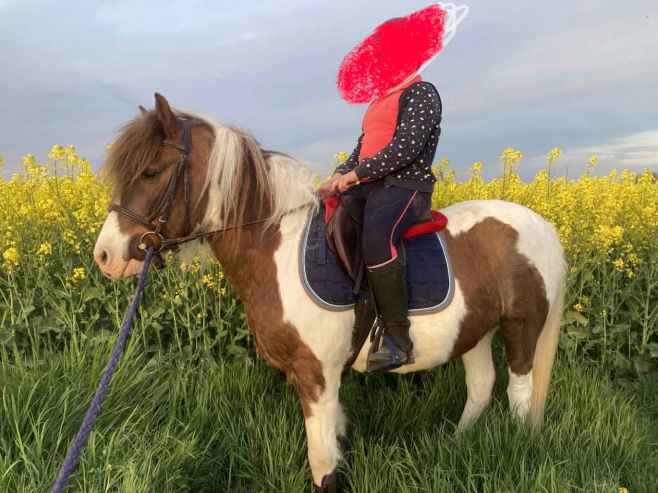 Vends gentil poney de loisirs ONC 20 ans 