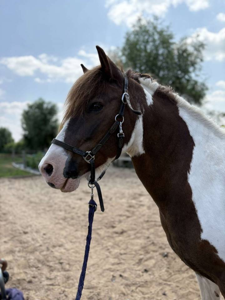 Vends gentil poney de loisirs ONC 20 ans 