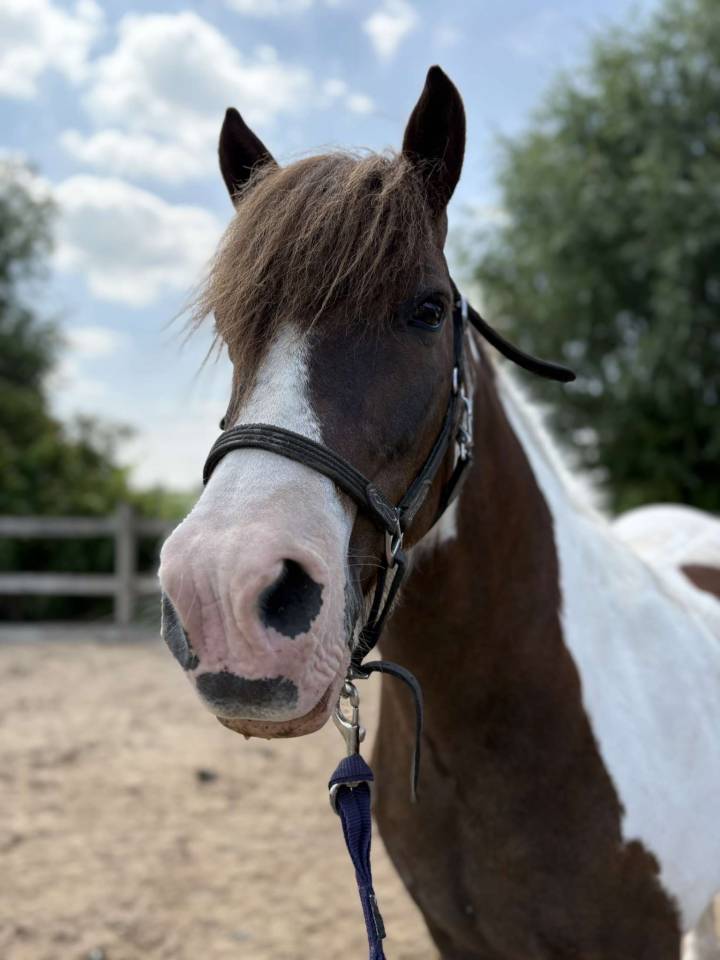 Vends gentil poney de loisirs ONC 20 ans 