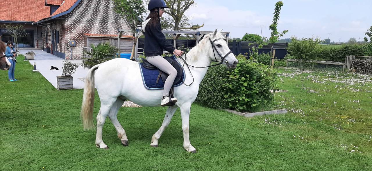 Vends poney de loisirs gris ONC 26 ans