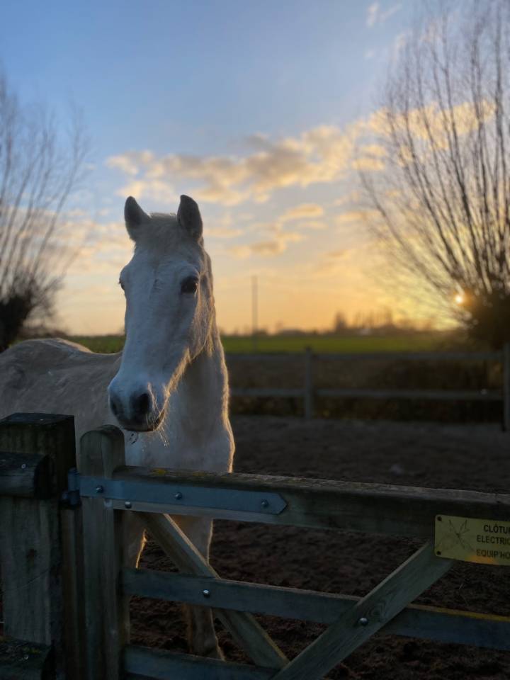 Vends poney de loisirs gris ONC 26 ans