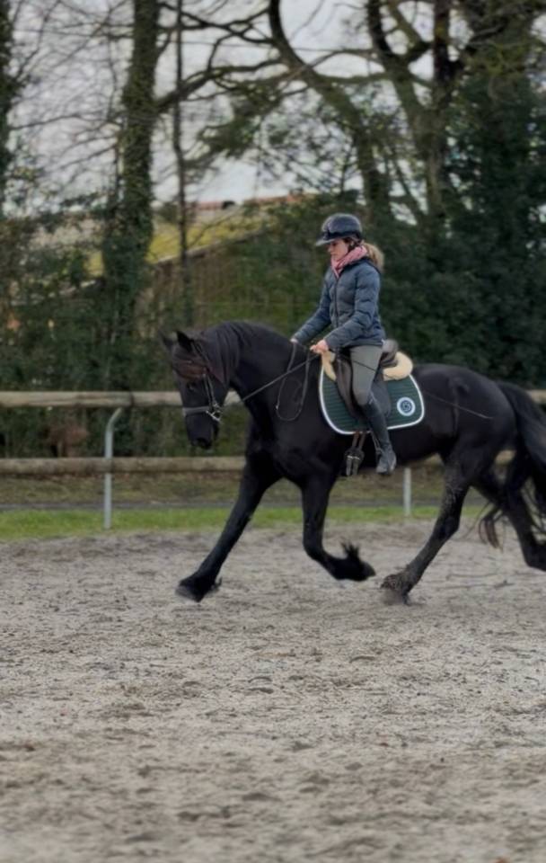 Superbe jument Frison sport 7 ans