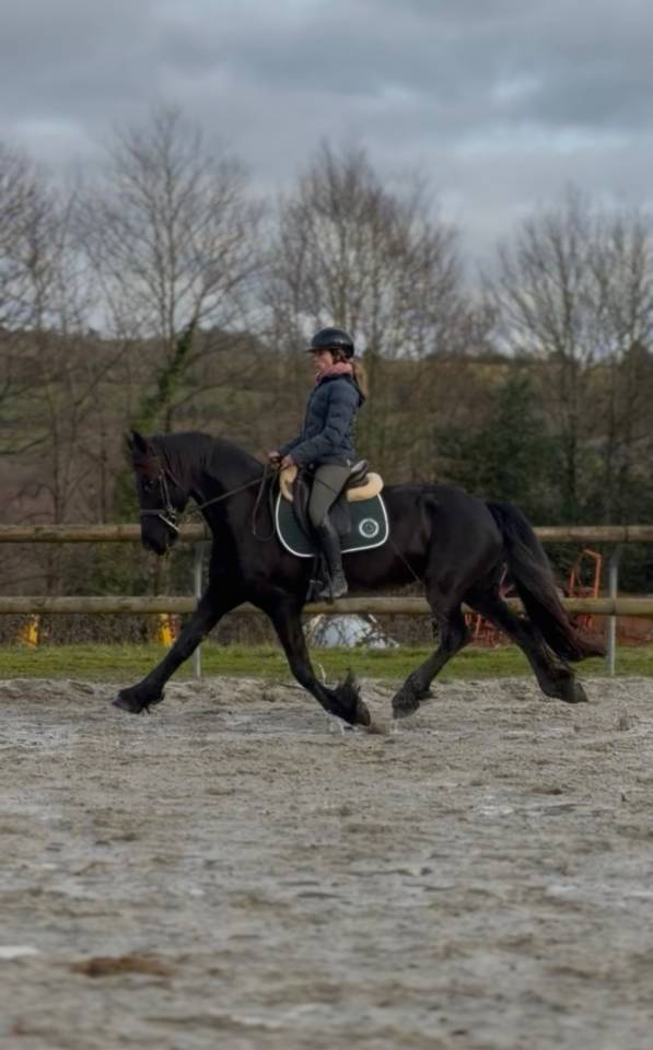 Superbe jument Frison sport 7 ans