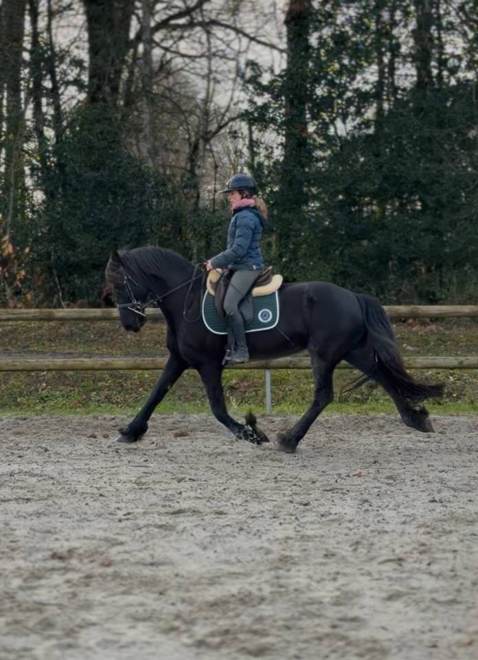 Superbe jument Frison sport 7 ans