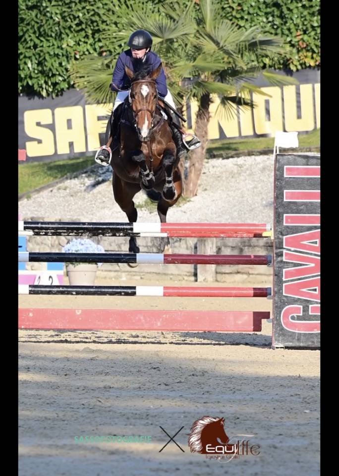 Jument 7 ans avec potentiel et caract&egrave;re 