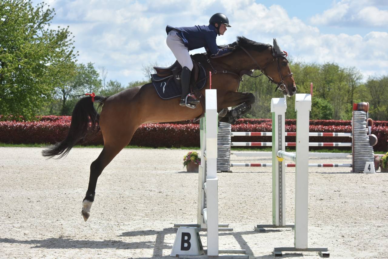 Jument 7 ans avec potentiel et caract&egrave;re 