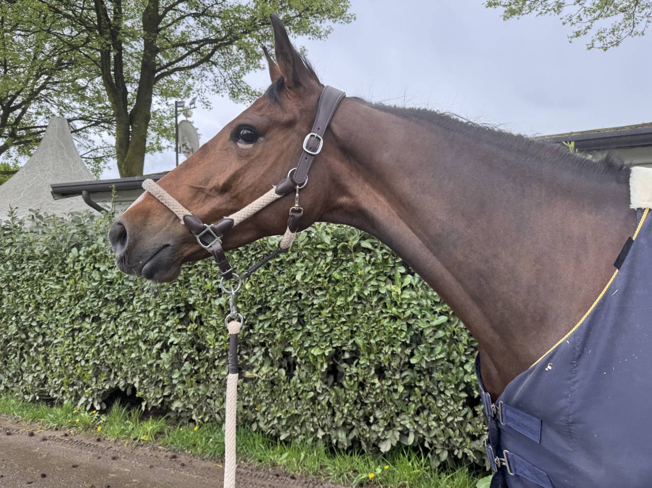 Jument 7 ans avec potentiel et caract&egrave;re 