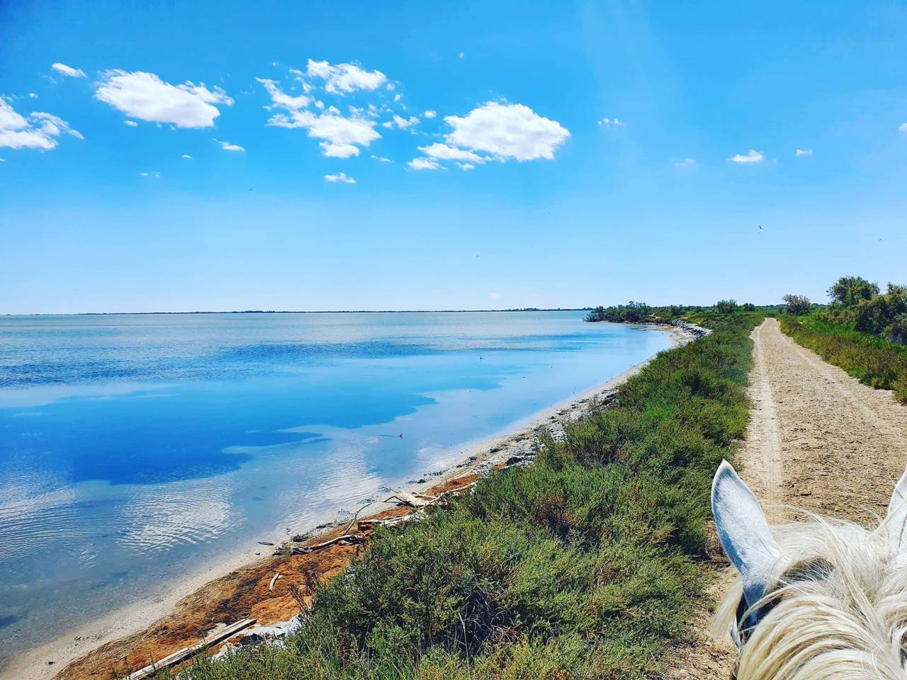 Guide &eacute;questre dans une manade en Camargue