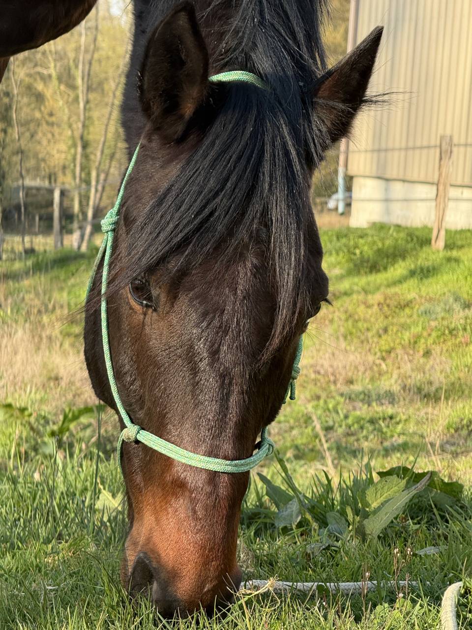 Magnifique hongre TF