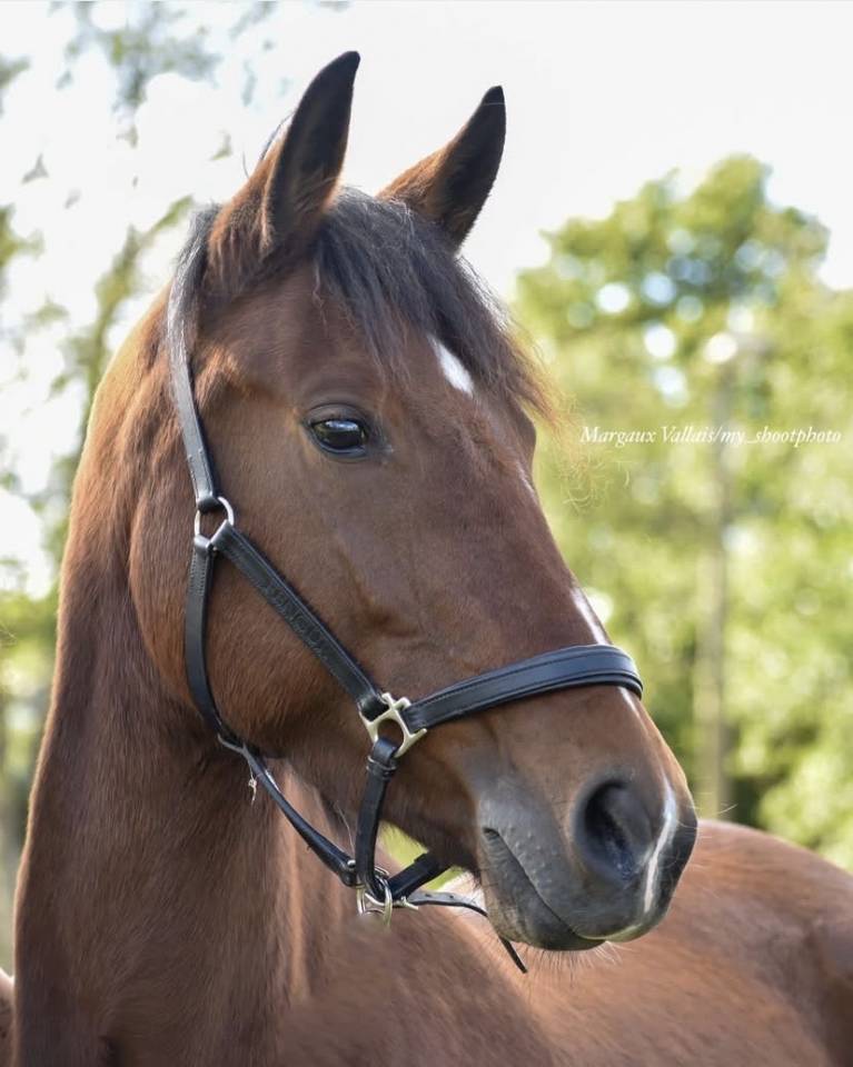 Ponette - 9 ans - OC (NF x SF) 