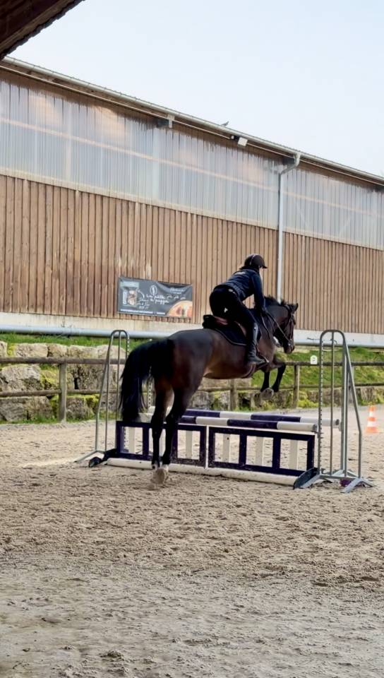 Jument 4 ans Nero's Clindine B.B