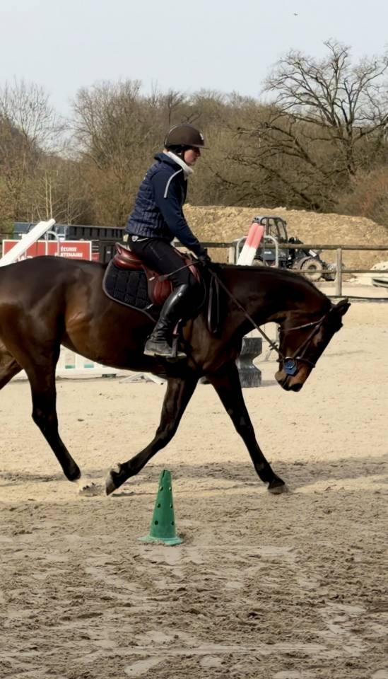 Jument 4 ans Nero's Clindine B.B