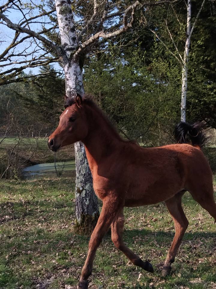 A vendre pouliche psa