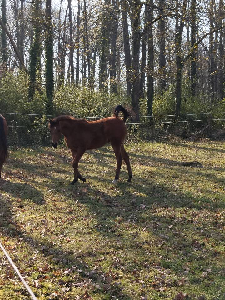 A vendre pouliche psa