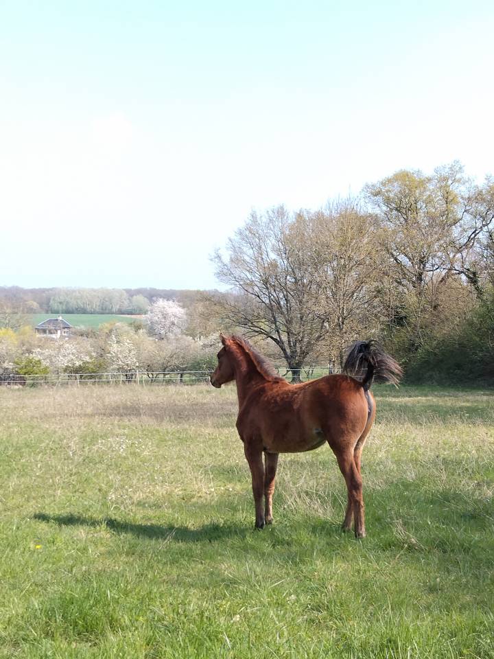 A vendre pouliche psa